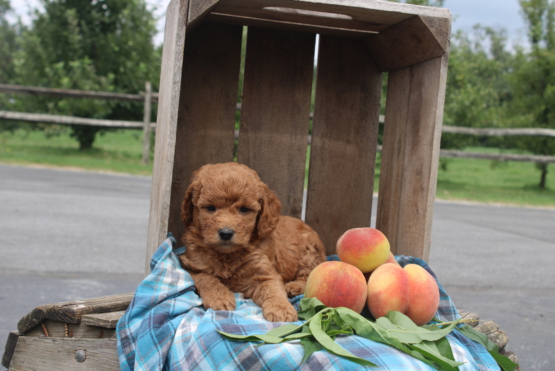 puppy, for, sale, Mini Goldendoodle F2, Matthew B. Stoltzfus, dog, breeder, Gap, PA, dog-breeder, puppy-for-sale, forsale, nearby, find, puppyfind, locator, puppylocator, aca